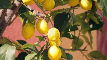 lemons-4825104_1920.jpeg